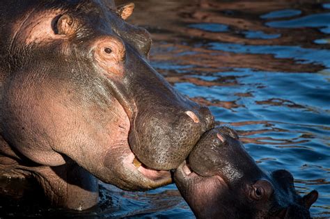 cute baby hippo | Animals kissing, Baby hippo, Animals beautiful