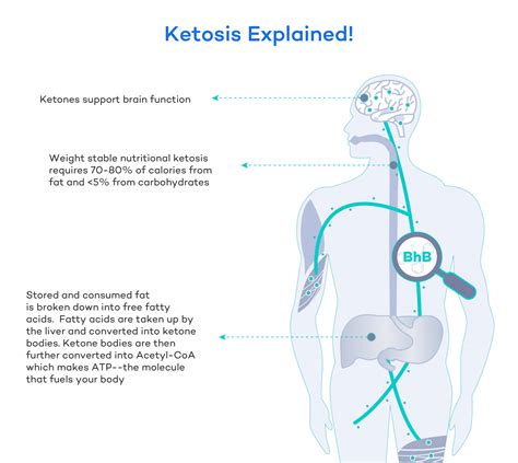 The Ketogenic Diet: Beginners Guide to the Keto Lifestyle - Dr. Robert ...