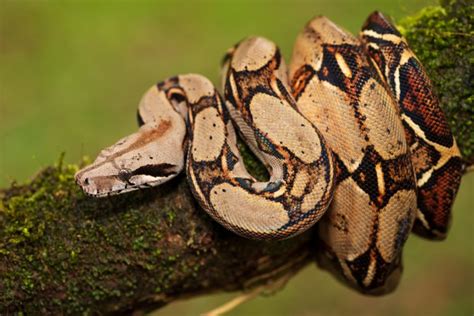 Boa Constrictor Care Guide - Size, Diet & More » Petsoid