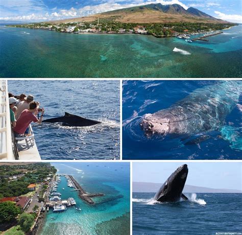 Lahaina Whale Watching Tickets | Discount on Maui whale watching