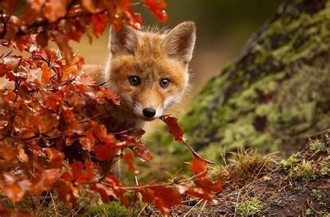 128 Animals Enjoying The Magic Of Autumn | Bored Panda