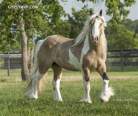 Gypsy Vanner Horses for Sale | Gelding | Buckskin & White| Tough Love