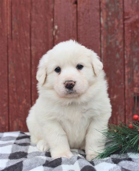 Great Pyrenees Puppies for Sale | Buckeye Puppies