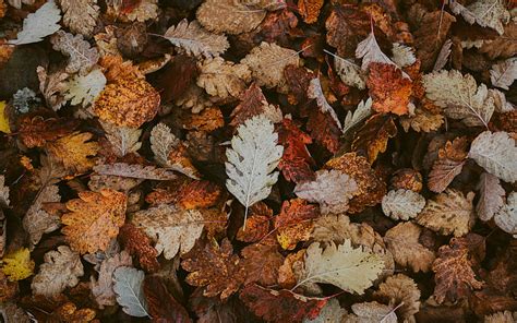 Autumn leaves texture, yellow leaves texture, background with autumn ...