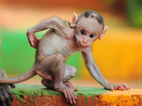 8 Strange Animal Babies That Look Nothing like Their Parents | Hairless ...