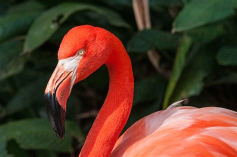 Flamingo | Description, Feeding, Images, & Facts | Britannica