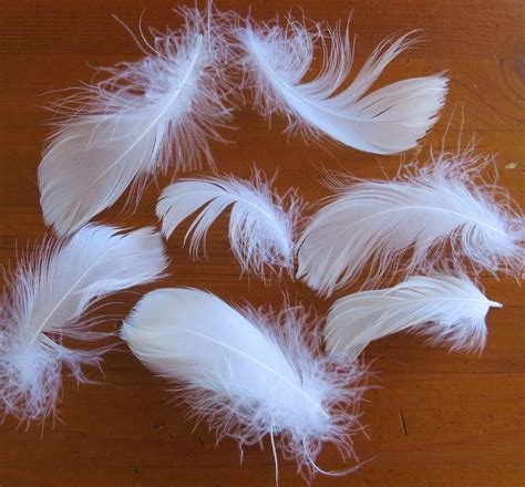 White Goose Loose Feathers - Feathergirl