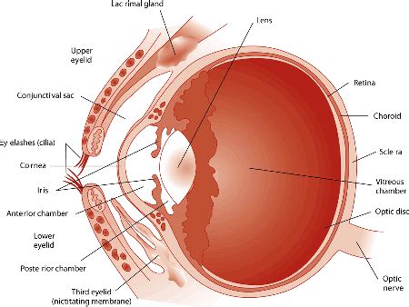 Eye Structure and Function in Horses - Horse Owners - Merck Veterinary ...