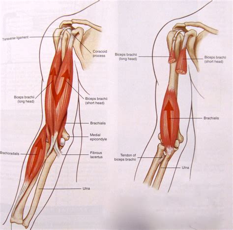 Bicep Exercises & Bicep Workouts: Bicep muscle anatomy