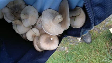 Clouded agaric – identification, distribution, edibility – Galloway ...