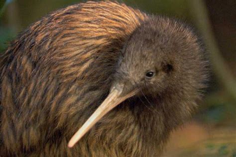 Top 20 Weirdest looking birds in the world - Depth World