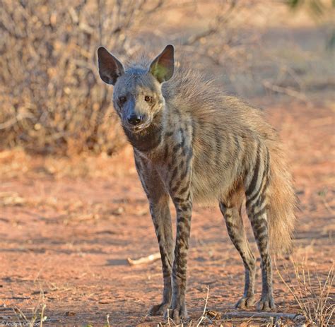 Striped hyena - the forgotten fourth hyena - Africa Geographic