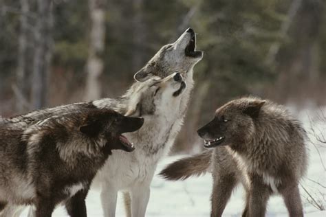 Wolf Packs Facts - Information about the Members of a Wolfpack