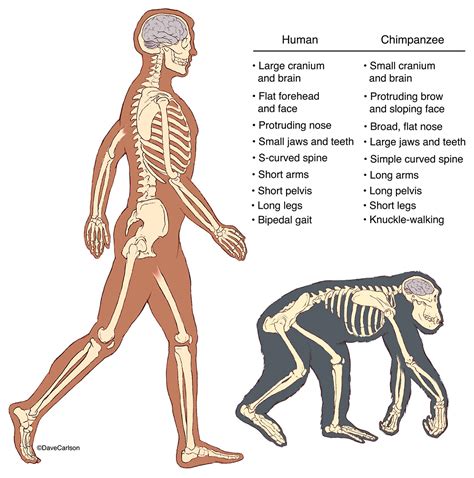 Human & Chimpanzee Skeletons | Carlson Stock Art