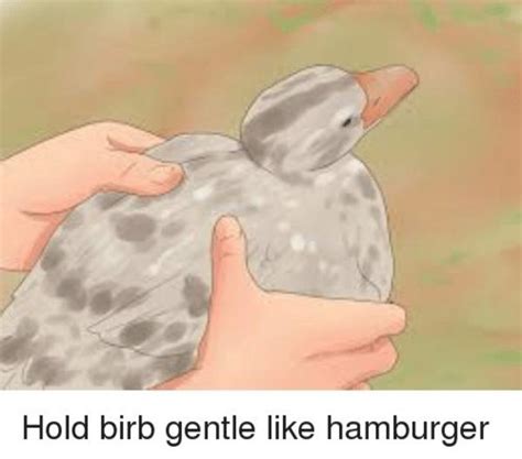 hold birb gentle | Hold Birb Gentle Like Hamburger | Know Your Meme