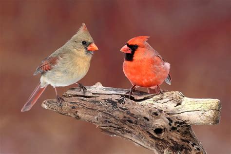 Male vs Female Cardinals: Learn To Spot the Differences