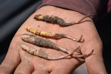 Vanishing caterpillar fungus leaves Himalayan communities vulnerable