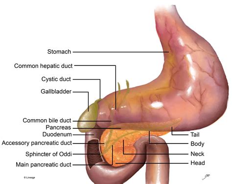 Pancreas and Spleen Embryology | 100% Best Explanation