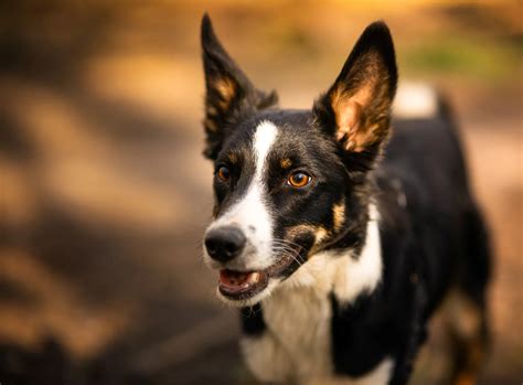 Do Australian Kelpies Shed A Lot