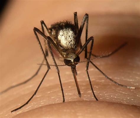 New Invasive Mosquito Species Found In Florida Can Carry Yellow Fever : NPR