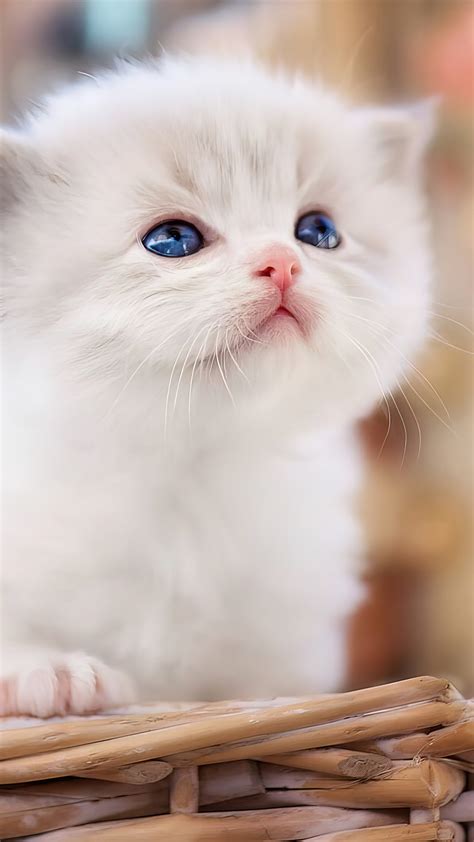 91 Wallpaper Hd White Cat For FREE - MyWeb