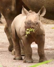 Baby Rhino - Rhinos Photo (20108363) - Fanpop