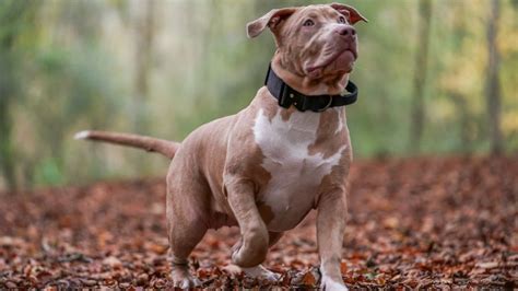 Dogs Trust will no longer rehome XL bully dogs following attacks - BBC News