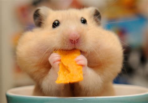 Cute Hamster Wallpapers Desktop