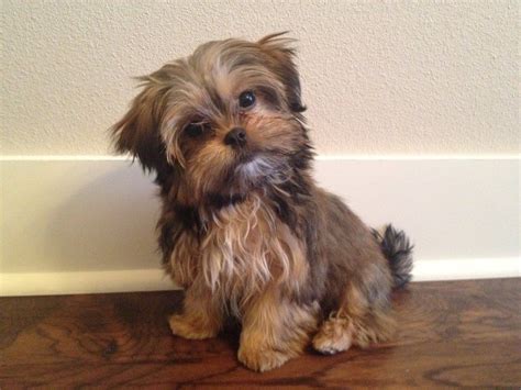 Top 17 Tips for Future Shorkie Owners | Shorkie puppies, Puppies and ...