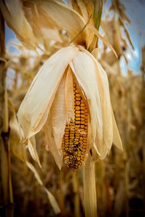 Download free photo of Field,farm,harvest,fall,corn - from needpix.com