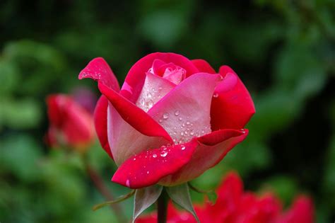 Rose Flower Photos, Download The BEST Free Rose Flower Stock Photos ...