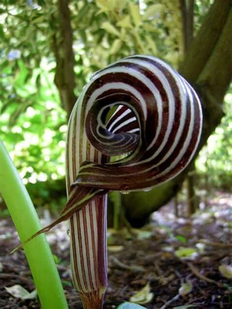 The amazing Griffith's Cobra Lily (Arisaema griffithii) Strange Flowers ...