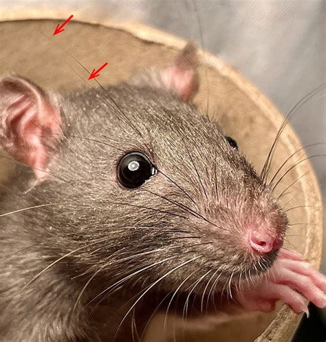 Rats sense the wind with antennae-like whiskers above their eyes