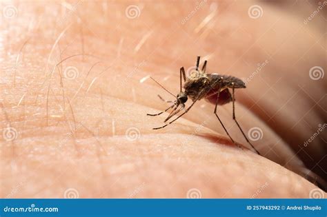 A Mosquito Drinks Blood on Human Skin. Stock Photo - Image of medical ...