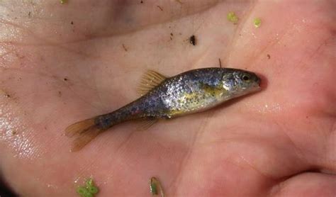 Oregon Minnow Is The First Fish Recovered From Endangered Species List ...