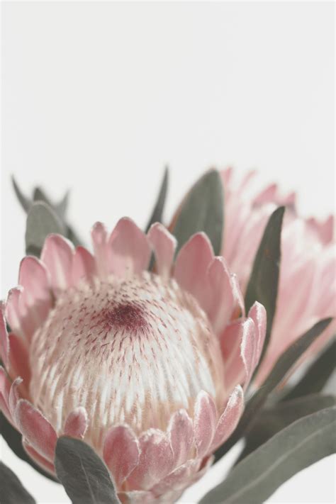 Protea Printable Wall Art | Australian Native Flower Home Decor Print ...