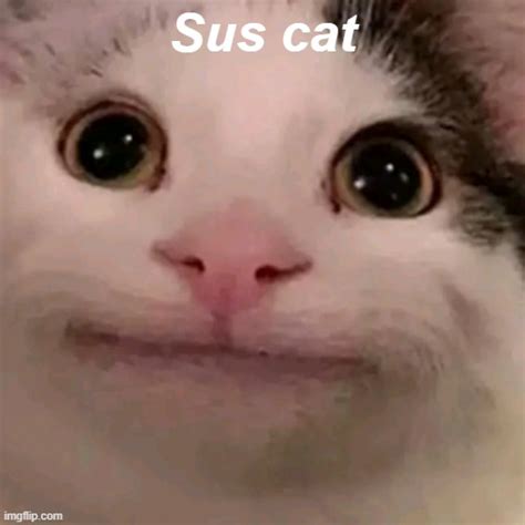 When the cat is sus: - Imgflip