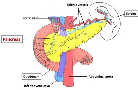 Pancreas – Anatomy QA