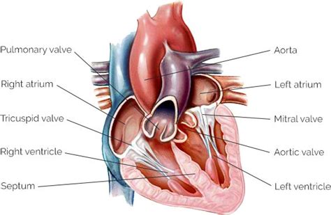 Your heart has four chambers and four valves that regulate blood flow: