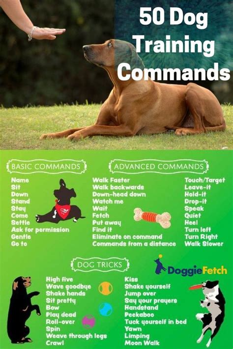 Lovely Dog: 50 dog training commands