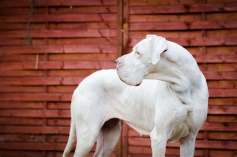 Are All White Great Danes Deaf And Blind