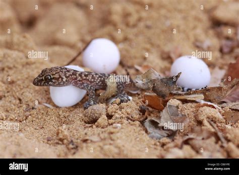 Leopard Gecko Eggs