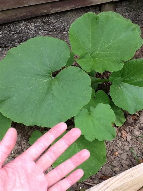 What is this large plant that came up when I turned my soil ...