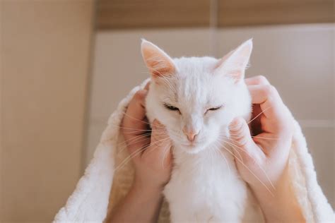 My Cat’s Face Is Swollen: What Should I Do? | Dutch