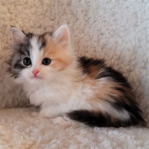 Hypoallergenic Siberian Kittens for Sale