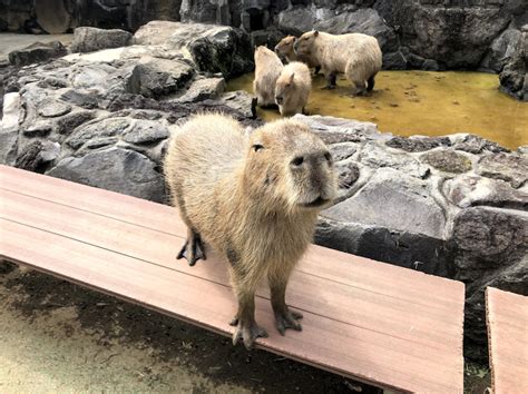 Real Estate Japan Picture of the Day - Capybara at Izu Shaboten Zoo - Blog