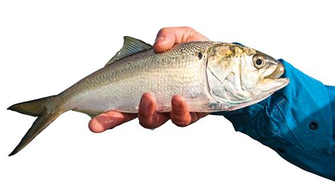 10 Things You (Probably) Didn't Know About Menhaden | Outdoor Life