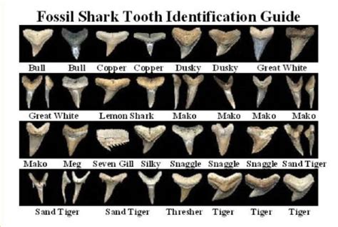 fossil shark tooth identification guide | Shark teeth, Fossilized shark ...