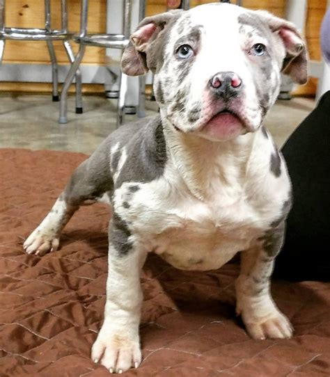 37+ Pitbull Blue Bully For Sale Image - Codepromos