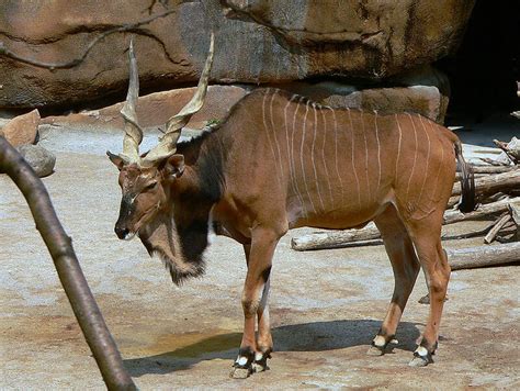 List African Animals With Horns : African Gazelles And Antelope ...